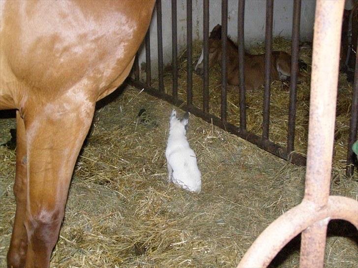 Anden særlig race Rødebæk´s Future Fantasi - Vores hund Caroline sidder i naboens boks og holder stald vagt....mon man kan hugge den baby..  billede 6