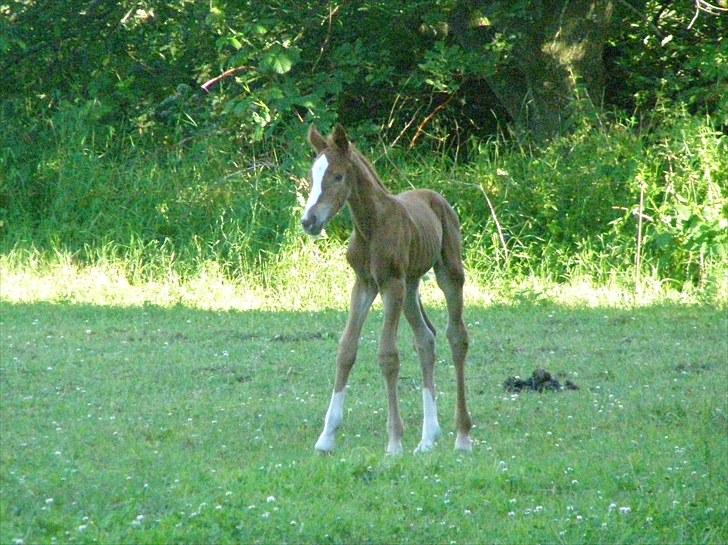 Anden særlig race Rødebæk´s Future Fantasi - Du store verden. billede 7