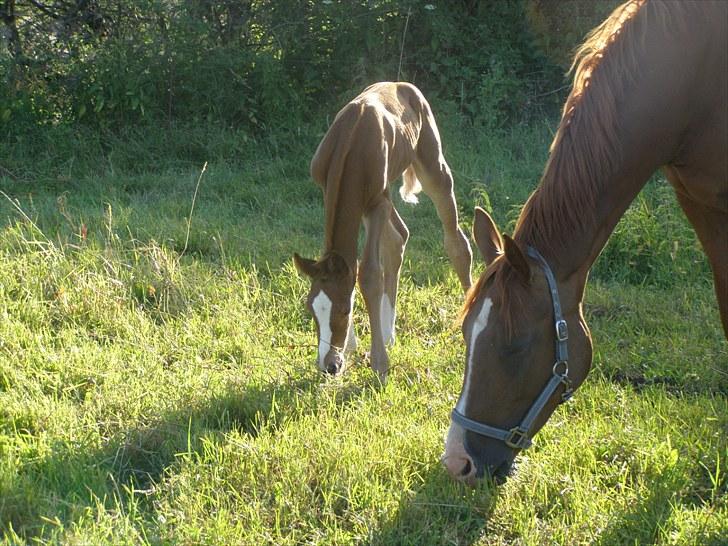 Anden særlig race Rødebæk´s Future Fantasi billede 8