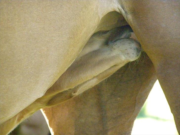 Anden særlig race Rødebæk´s Future Fantasi - Spisetid. billede 9