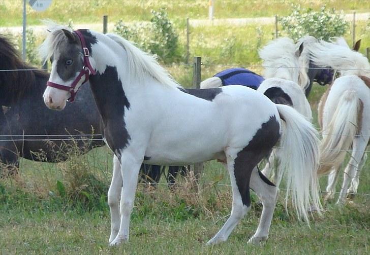 Amerikansk Miniature | Rio Red Shooters Comanche Warrior * Avls hingst* - Lillebror måtte altså også bare ind! :D billede 1