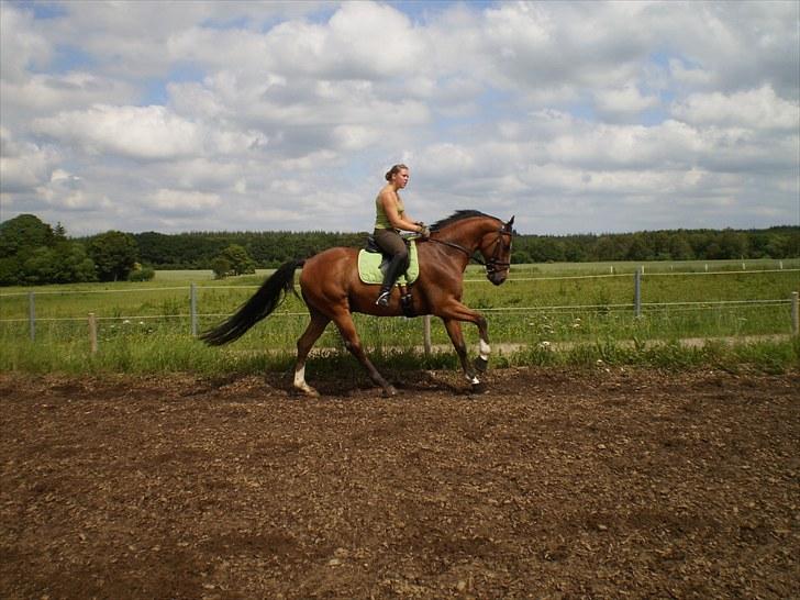 Tysk Oldenburger Linaro-L - Træning d. 4. juli 2010 (: billede 7
