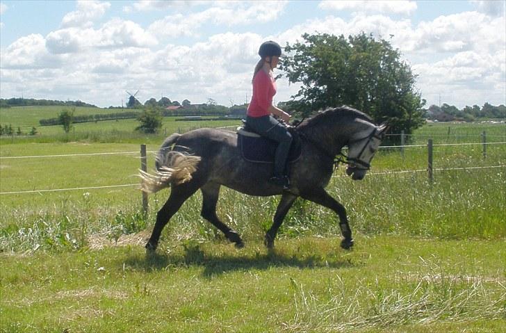 Anden særlig race Zikka / sascha billede 1