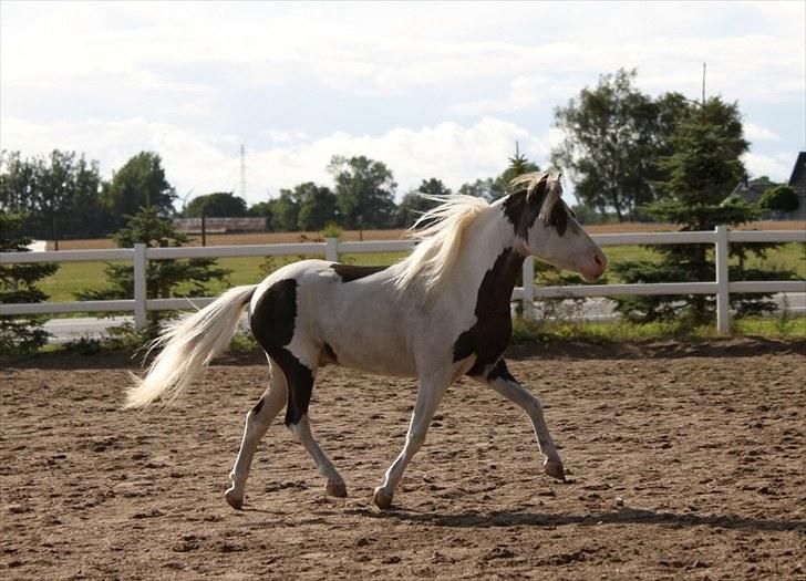 Amerikansk Miniature | Rio Red Shooters Comanche Warrior * Avls hingst* billede 5