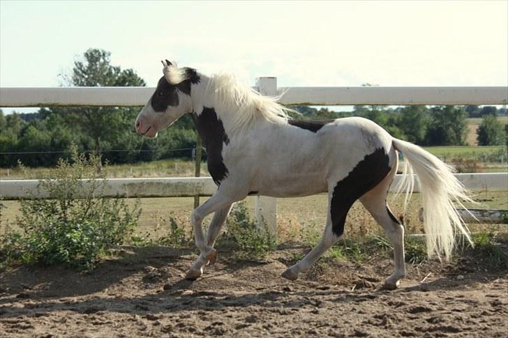 Amerikansk Miniature | Rio Red Shooters Comanche Warrior * Avls hingst* billede 7