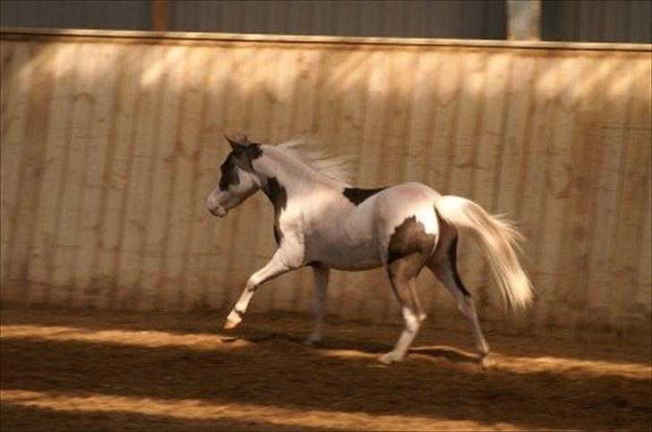 Amerikansk Miniature | Rio Red Shooters Comanche Warrior * Avls hingst* billede 11