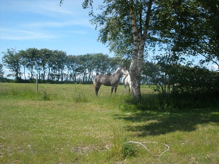 Anden særlig race Zikka / sascha billede 4
