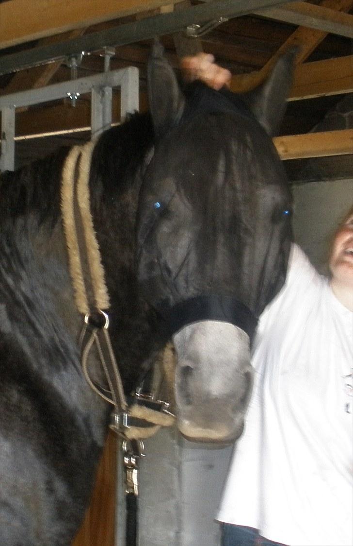 Anden særlig race Zikka / sascha billede 6