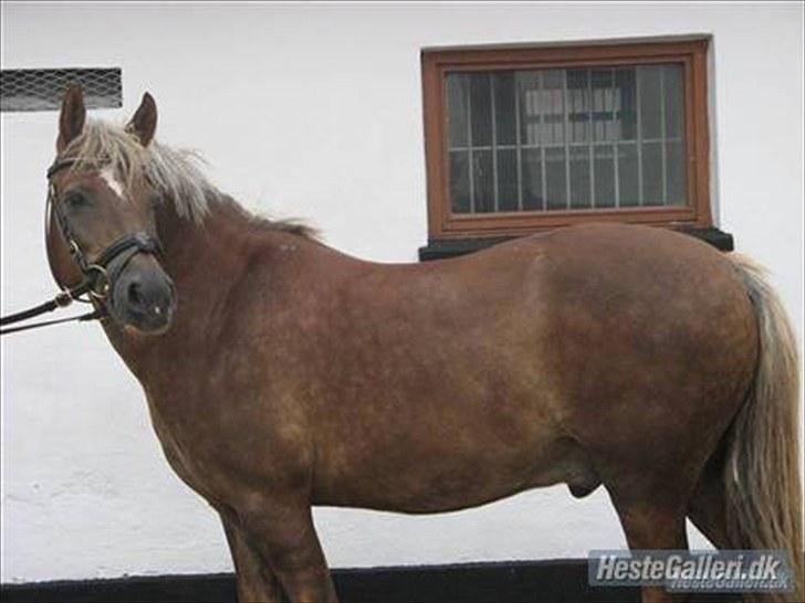 Welsh Pony (sec B) Laban *RIP* billede 16