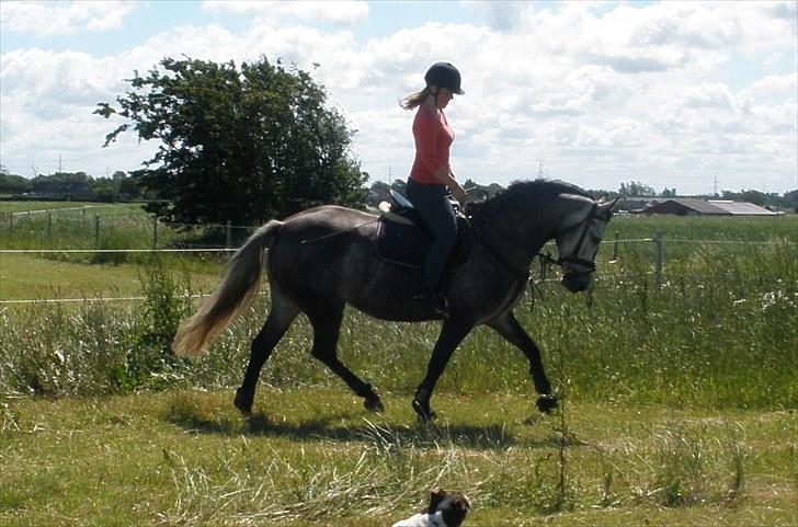 Anden særlig race Zikka / sascha billede 7