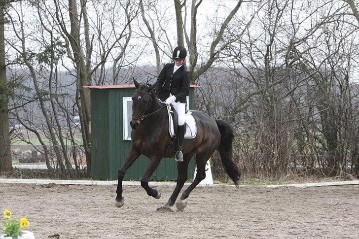 Dansk Varmblod Rosett - Rosett og jeg til stævne. Foto: Majbritt billede 5