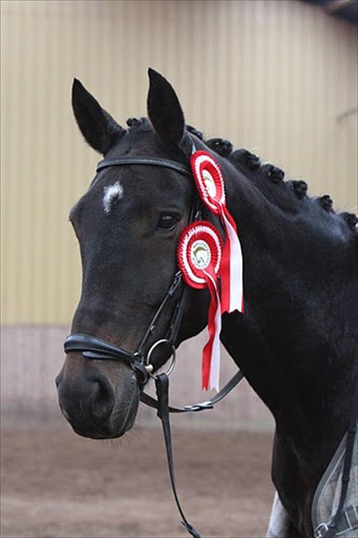 Dansk Varmblod Rosett - Møllebakken. Foto: Majbritt Salten  billede 2