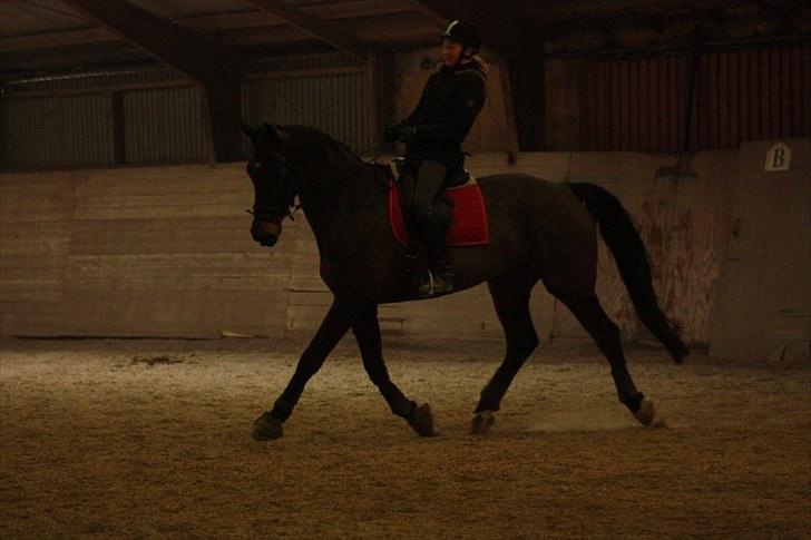 Dansk Varmblod Rosett - Dressurtræning hos Marianne Hoxer. Foto: Majbritt Salten billede 6