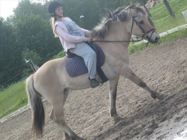 Fjordhest Freja (R.I.P) billede 7