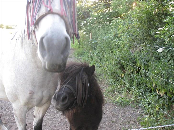 Shetlænder Sally - 20. Fabi og Sally billede 20