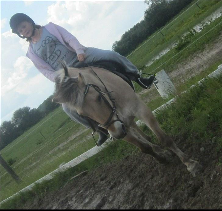 Fjordhest Freja (R.I.P) billede 8