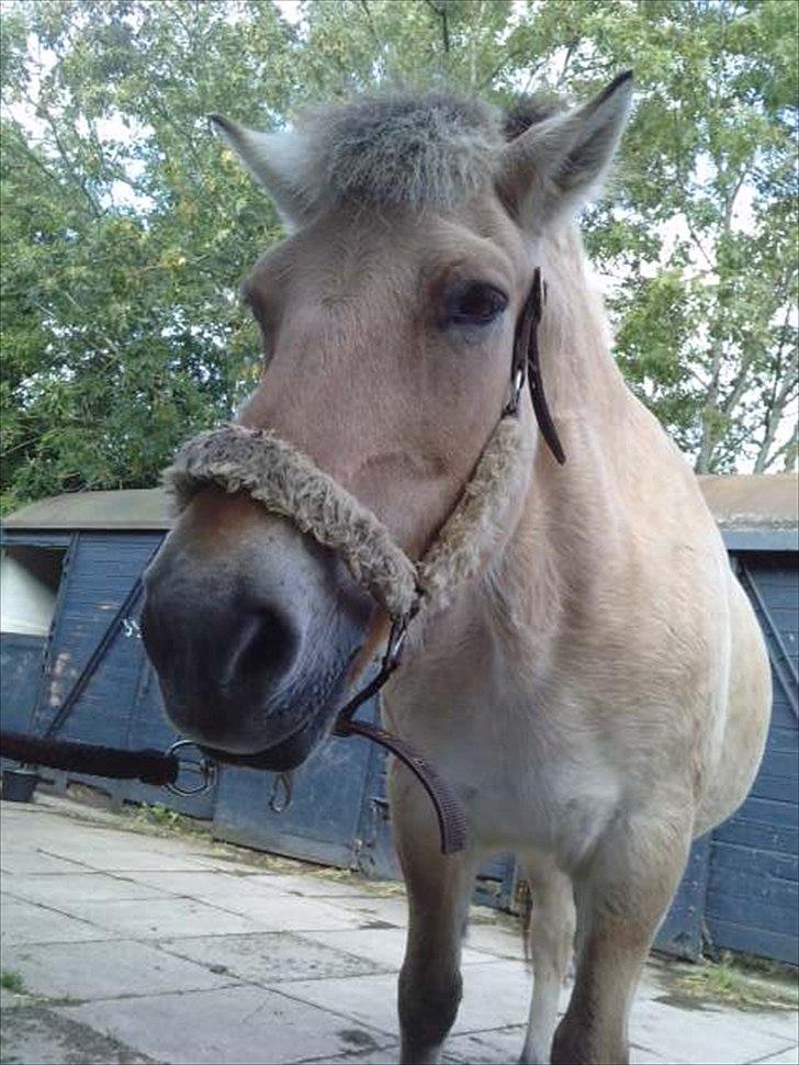 Fjordhest Freja (R.I.P) billede 9