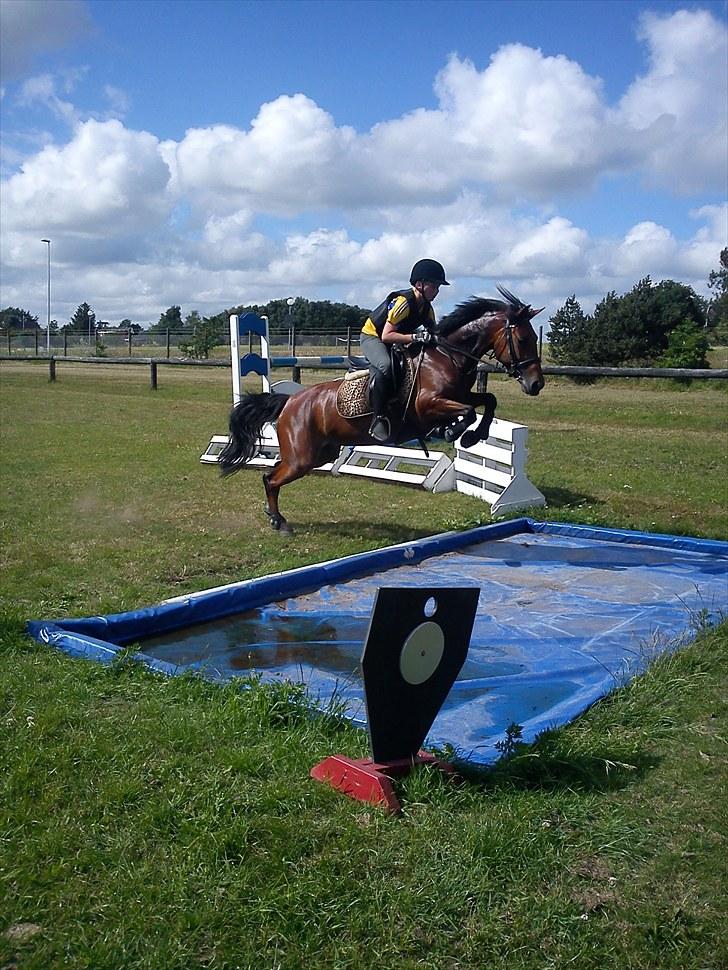 Anden særlig race Chanel - Taget af Rikke billede 1