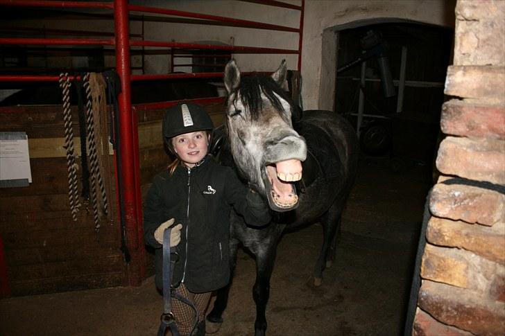 Dartmoor Innis Jerry SOLGT  - den lille frækkert  hi hi hi  billede 7