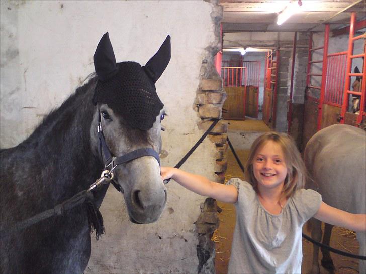 Dartmoor Innis Jerry SOLGT  billede 9