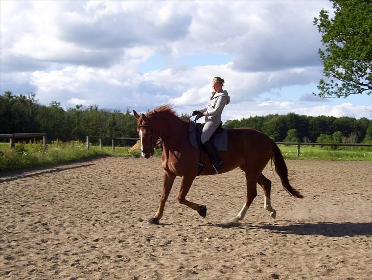 Dansk Varmblod Magic Future - Solgt billede 13