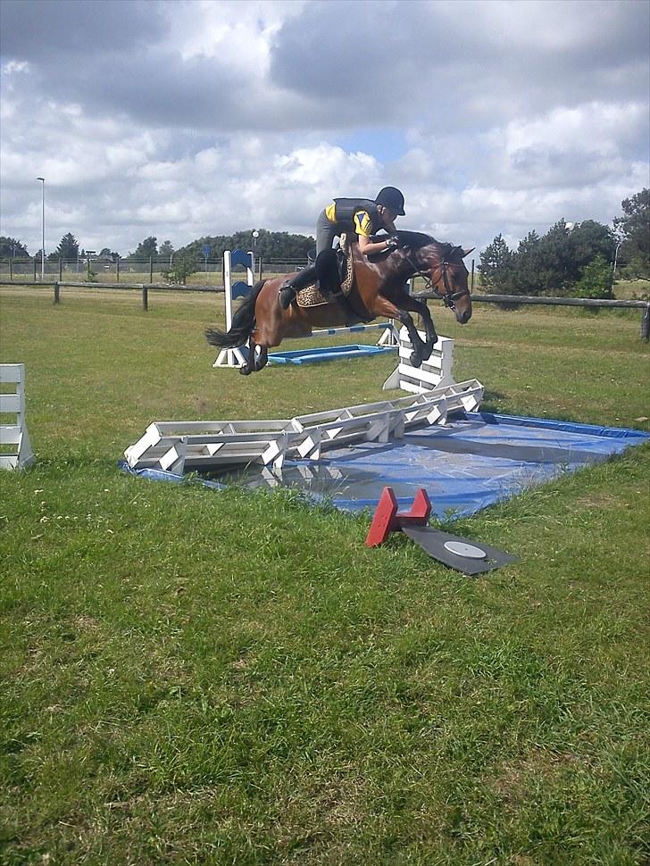 Anden særlig race Chanel - Taget af Rikke billede 14