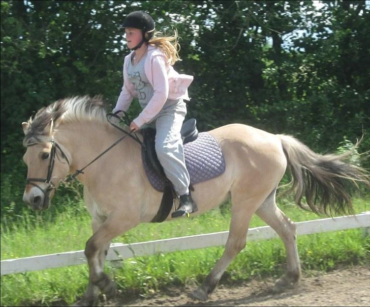 Fjordhest Freja (R.I.P) billede 10