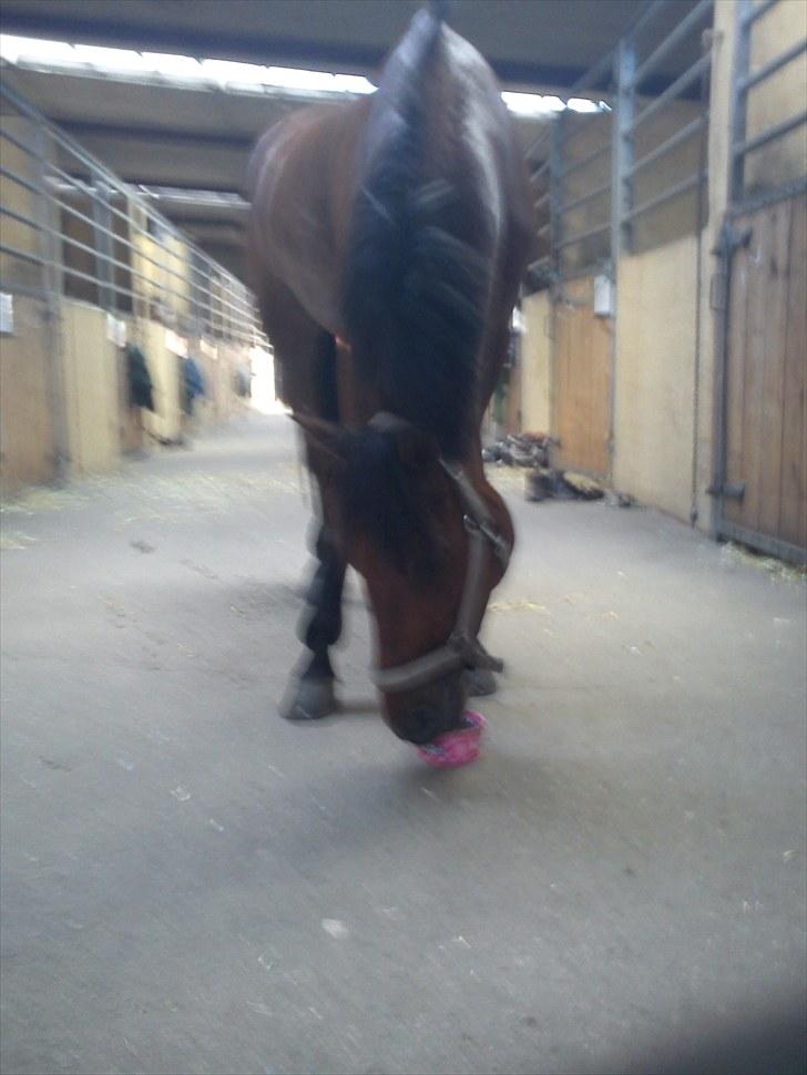 Anden særlig race Chanel billede 19