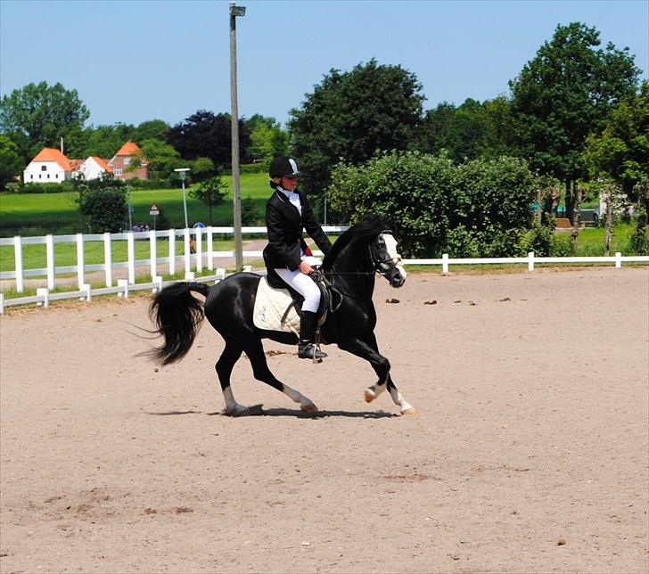 Anden særlig race Starlight Moon - han er bare den smukkeste hingst ;) billede 19