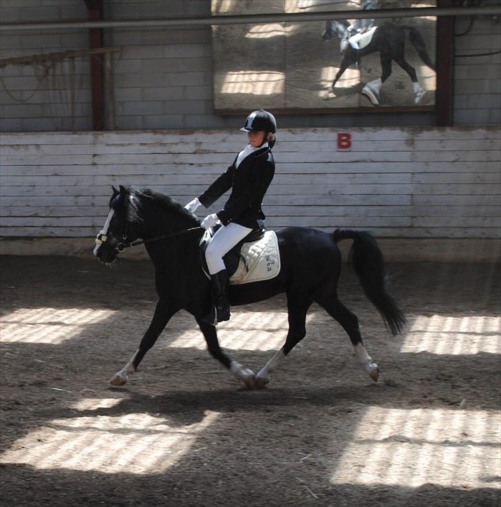 Anden særlig race Starlight Moon - mig og starlight til stævne 1-7-2010 1.plads LB1 <3 billede 20