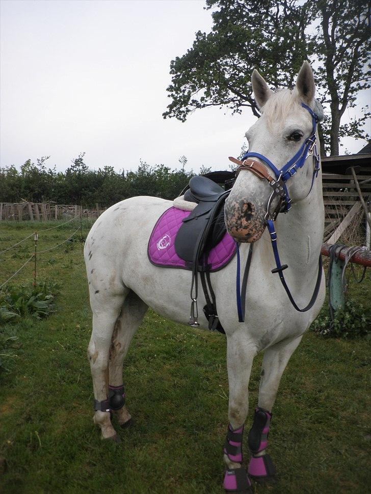 Anden særlig race Serina-Plet - skønne plet første gang i hendes nye look  - lilla:D billede 6