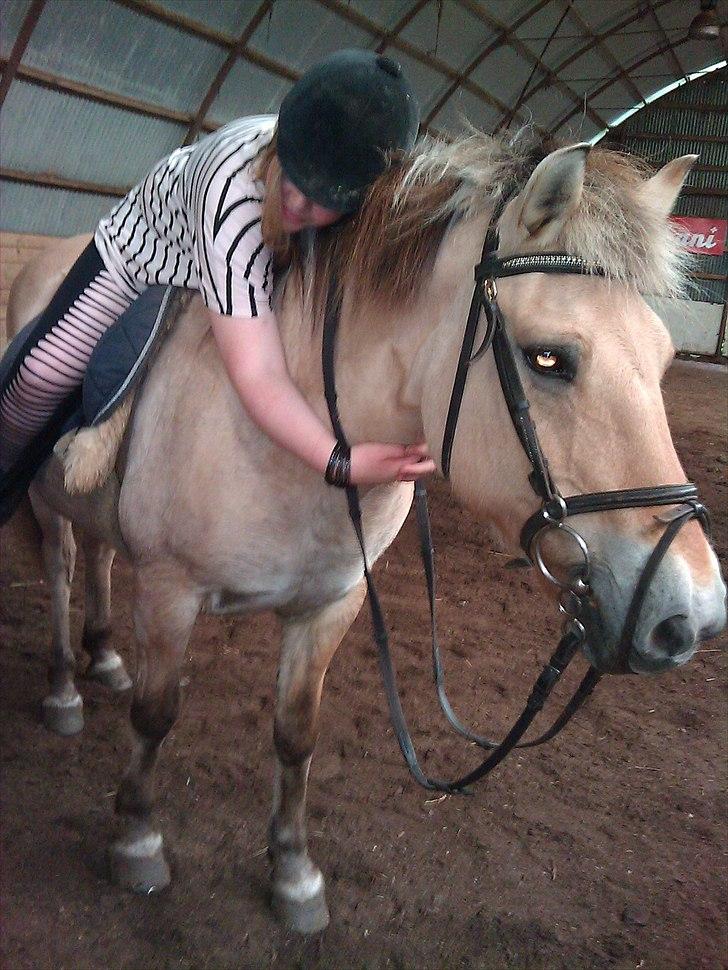 Fjordhest Freja (R.I.P) billede 11