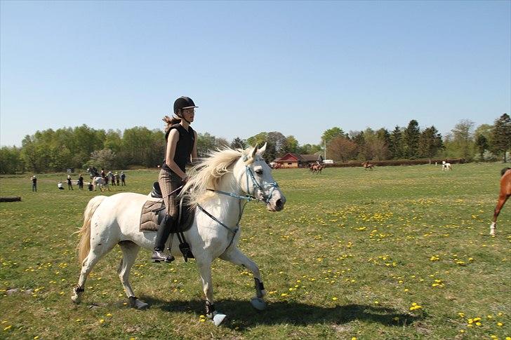 Anden særlig race Serina-Plet - Plet i fuld galop til military træning:D billede 7