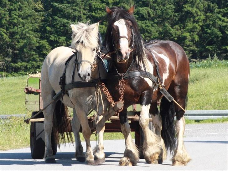 Tinker Anton *AVL`S HINGST* - 4-7-2010 Anton for vogn sammen med Wolle. Det gik bare der ud af... :D billede 11