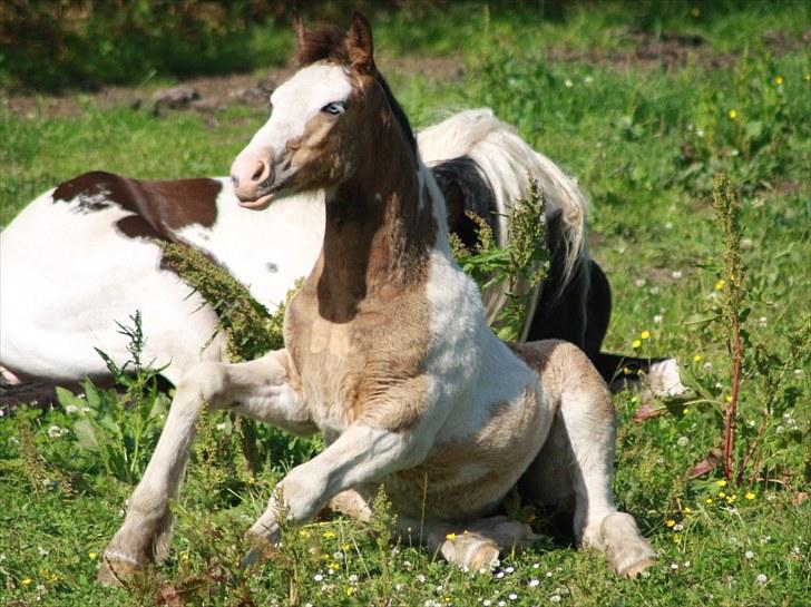 Irish Cob Li. Høngård´s Golden Diva (Dolly) - 6-7-2010 billede 9