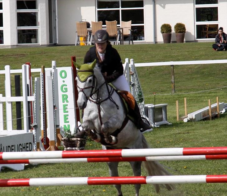 Svensk Sportspony  Miss Pringles billede 12
