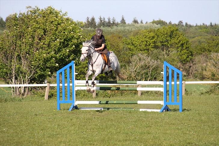 Svensk Sportspony  Miss Pringles billede 13