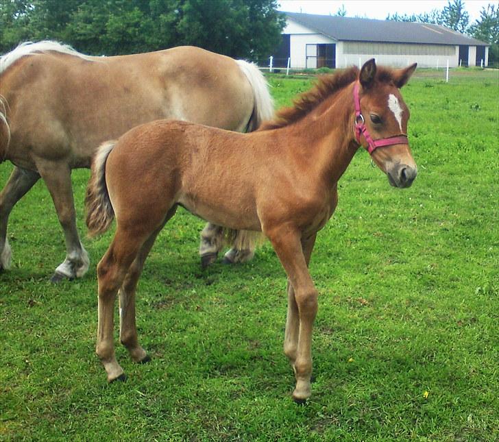 New Forest Maribell's Briony - briony ( 1 måned og 10 dage ca.) billede 6