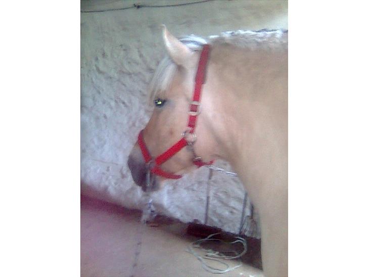 {{currentPhoto.altText}} billede {{currentPhoto.number}}