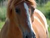 New Forest Magic Skønager | Passer
