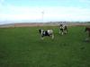 Irish Cob Villy Solgt