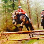 Dansk Varmblod rosenfürst hill top