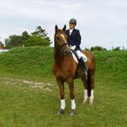 Dansk Varmblod rosenfürst hill top