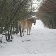 Fjordhest Lonni Lærkedal