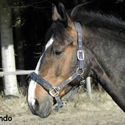 Anden særlig race Spanager Rolando (R.I.P.)