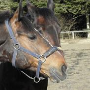 Anden særlig race Spanager Rolando (R.I.P.)