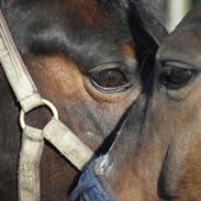 Anden særlig race Spanager Rolando (R.I.P.)