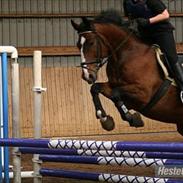 Anden særlig race Spanager Rolando (R.I.P.)