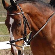 Anden særlig race Spanager Rolando (R.I.P.)
