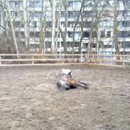 Anden særlig race Olsen